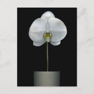 Flowers   White Orchid Flower Postcard