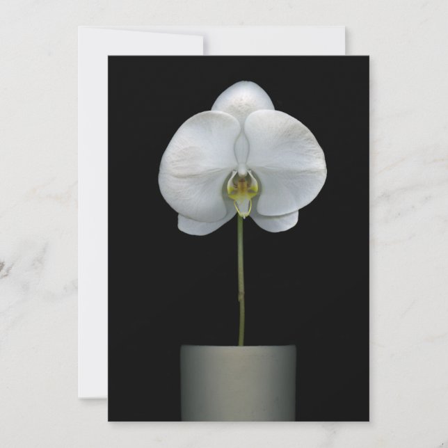 Flowers | White Orchid Flower Thank You Card (Front)