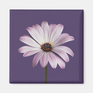 Flowers   White & Purple Daisy Magnet