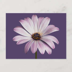 Flowers   White & Purple Daisy Postcard