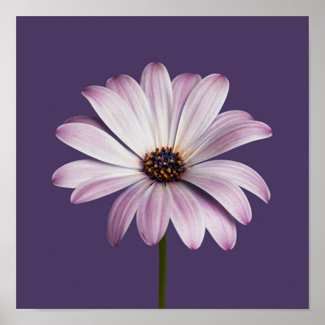 Flowers | White & Purple Daisy Poster (Front)