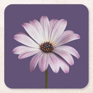 Flowers White & Purple Daisy Square Paper Coaster