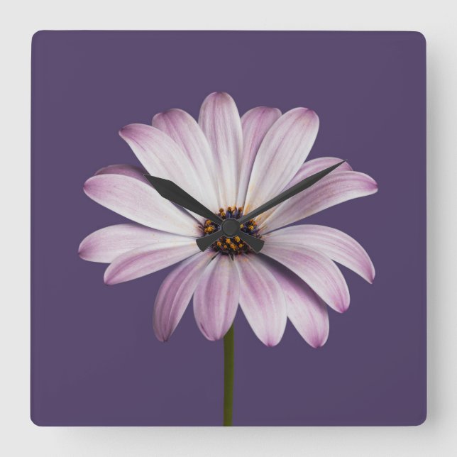 Flowers | White & Purple Daisy Square Wall Clock (Front)