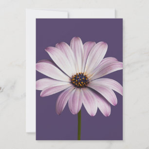 Flowers White & Purple Daisy Thank You Card