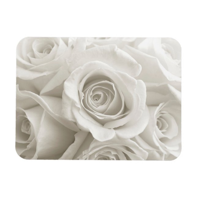 Flowers | White Roses Magnet (Horizontal)