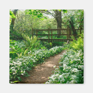 Flowers White Wildflowers in Forest Magnet