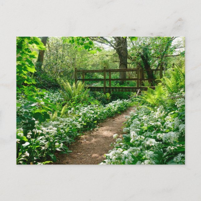 Flowers | White Wildflowers in Forest Postcard (Front)