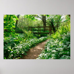 Flowers White Wildflowers in Forest Poster