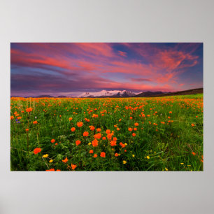 Flowers   Wildflower Field Snowcapped Mountains Poster