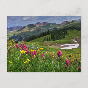 Flowers   Wildflowers Durango, Colorado Postcard