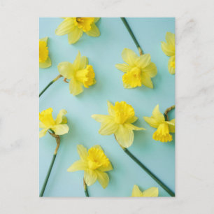 Flowers Yellow Daffodils Postcard