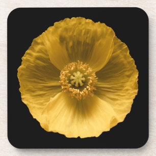 Flowers   Yellow Poppy Coaster