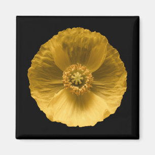 Flowers Yellow Poppy Magnet