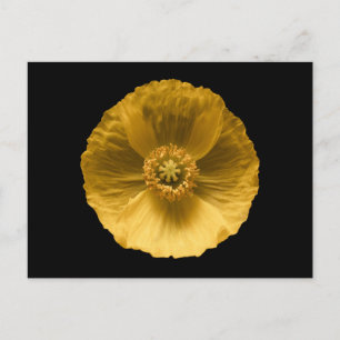 Flowers   Yellow Poppy Postcard