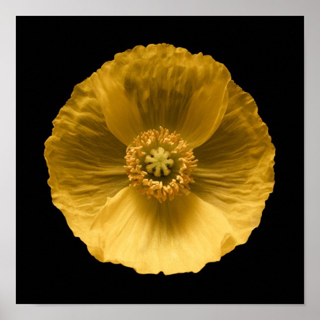 Flowers | Yellow Poppy Poster (Front)