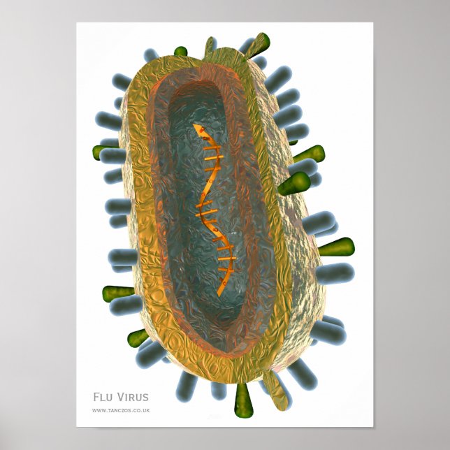 Flu Virus Poster (Front)