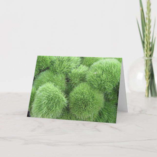 Fluff Ball Flowers! Green Dianthus Frameable Art Card (Front)