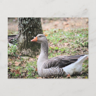Fluff holiday postcard