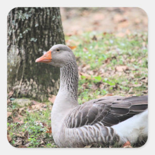 Fluff square sticker