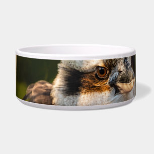 Fluffed up laughing kookaburra