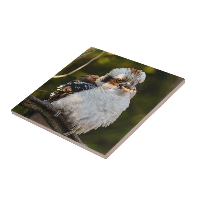 Fluffed up laughing kookaburra ceramic tile (Side)