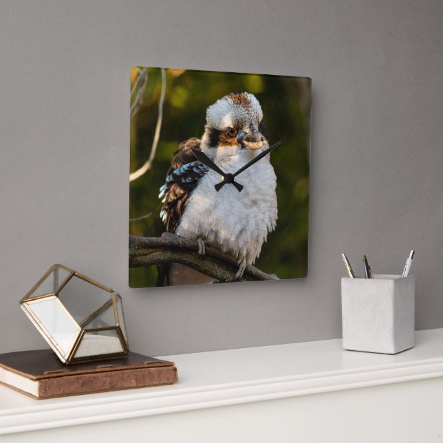 Fluffed up laughing kookaburra square wall clock (Office)