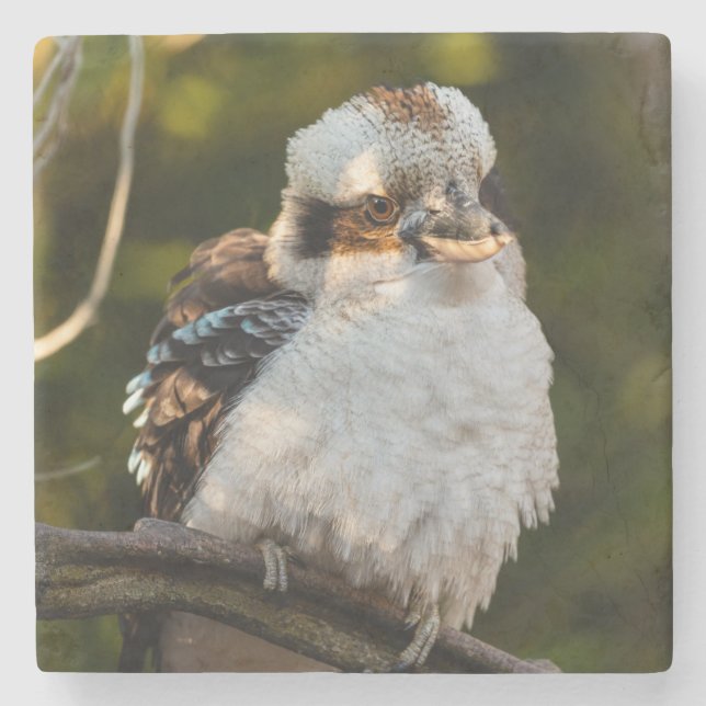 Fluffed up laughing kookaburra stone coaster (Front)