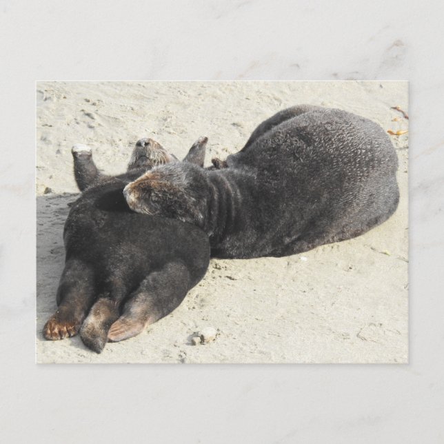 Fluffiest Pillow Sea Otter Postcard (Front)