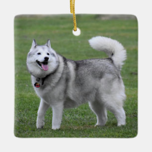 Fluffy Alaskan Malamute Dog Ceramic Ornament