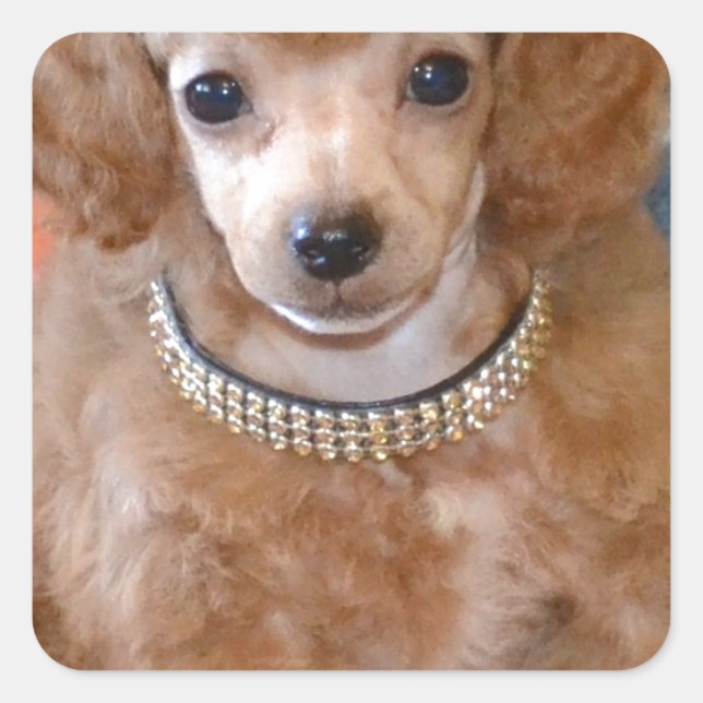 Fluffy Apricot Poodle Puppy Dog Square Sticker (Front)