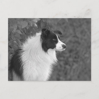 Fluffy Black White Pretty Collie Dog Postcard