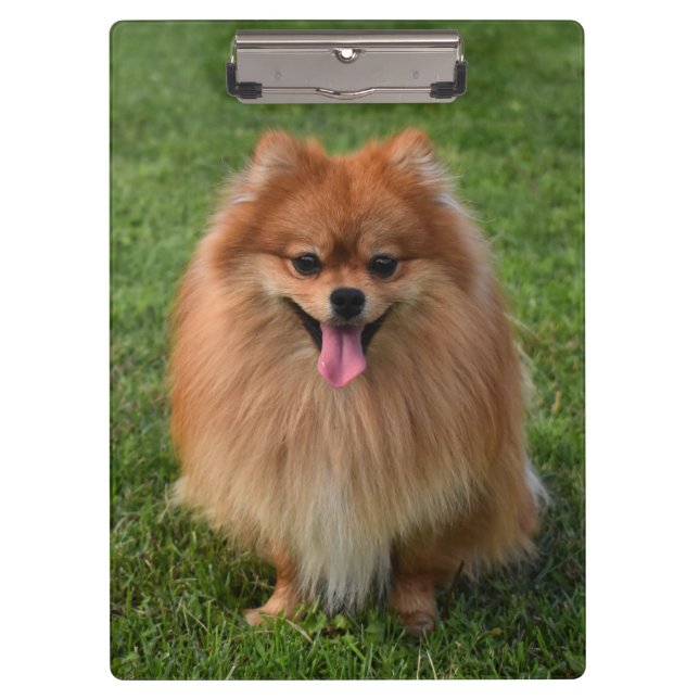 Fluffy Brown Pomeranian Puppy Dog Clipboard (Front)