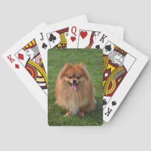 Fluffy Brown Pomeranian Puppy Dog Playing Cards