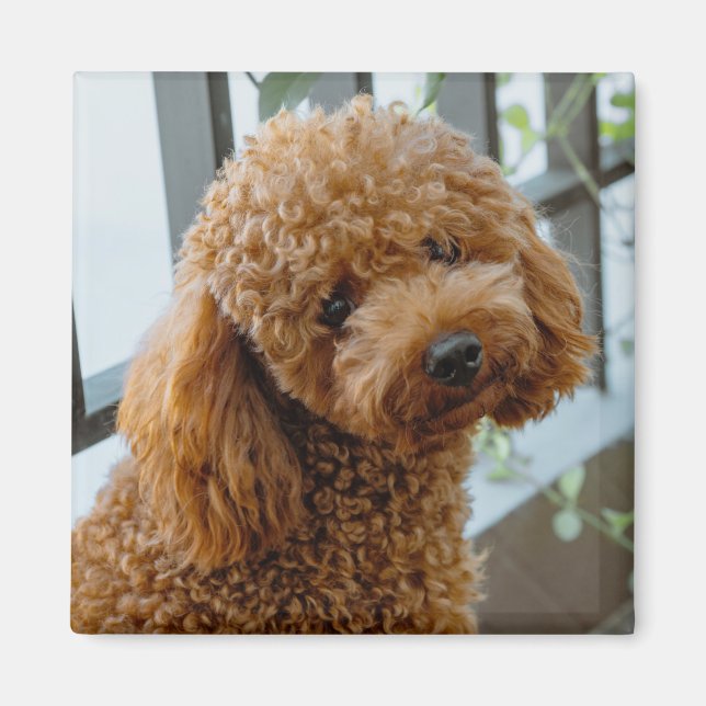 Fluffy Brown Poodle Puppy Dog Magnet (Front)