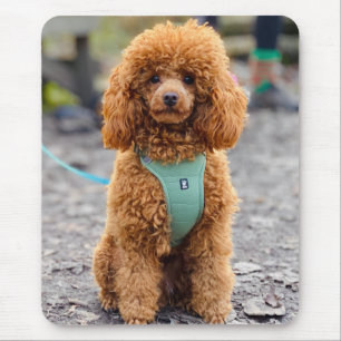 Fluffy Brown Poodle Puppy Dog Mouse Pad