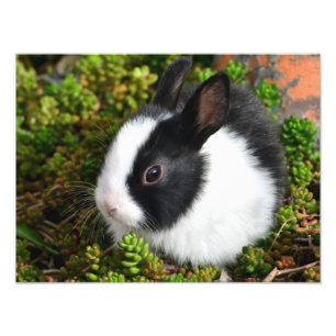 Fluffy bunny photo print