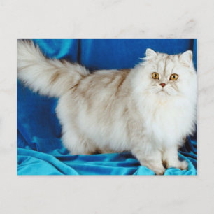 Fluffy Cat Postcard