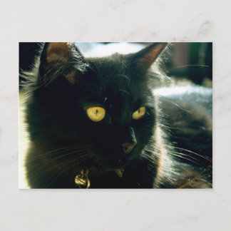 Fluffy Cat Postcard