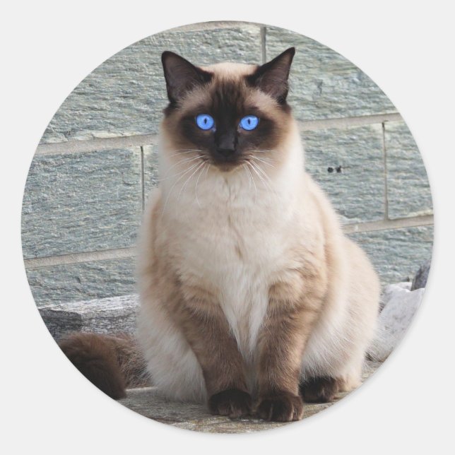 Fluffy Cat with Blue Eyes Classic Round Sticker (Front)