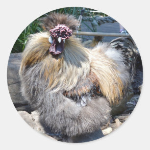 Fluffy Charm Imperfection: A Unique Silky Rooster Classic Round Sticker