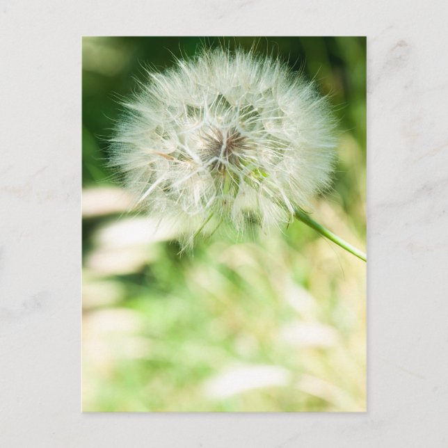 Fluffy dandelion postcard (Front)
