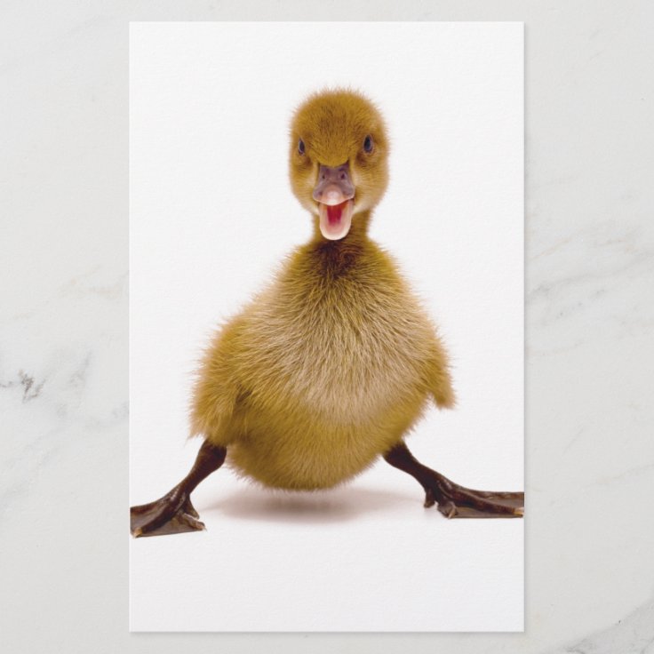 fluffy duck animal