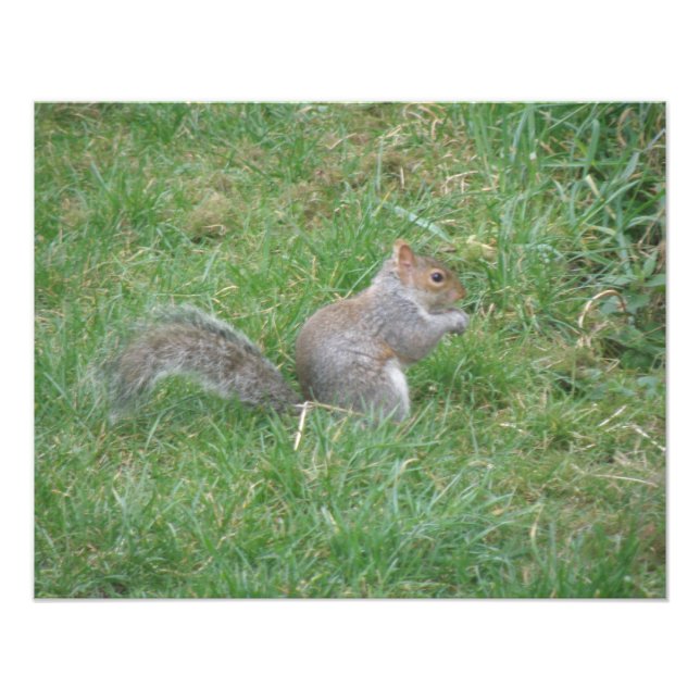 Fluffy Grey Squirrel Photo Print (Front)