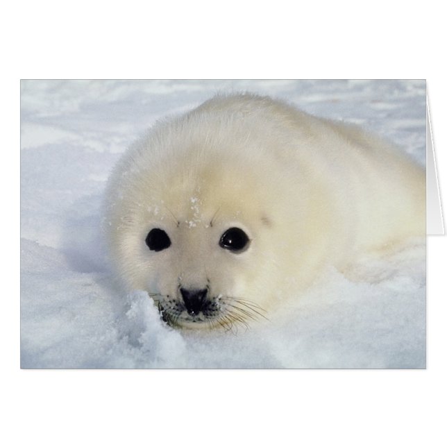 Fluffy Harp Seal Pup (Front Horizontal)