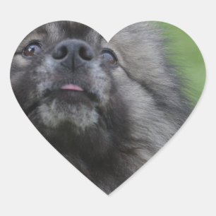 Fluffy Keeshond Heart Sticker