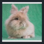 Fluffy Lionhead Bunny Canvas Wall Art Deco<br><div class="desc">featuring an adoptable rabbit from Magic Happens Rabbit Rescue</div>