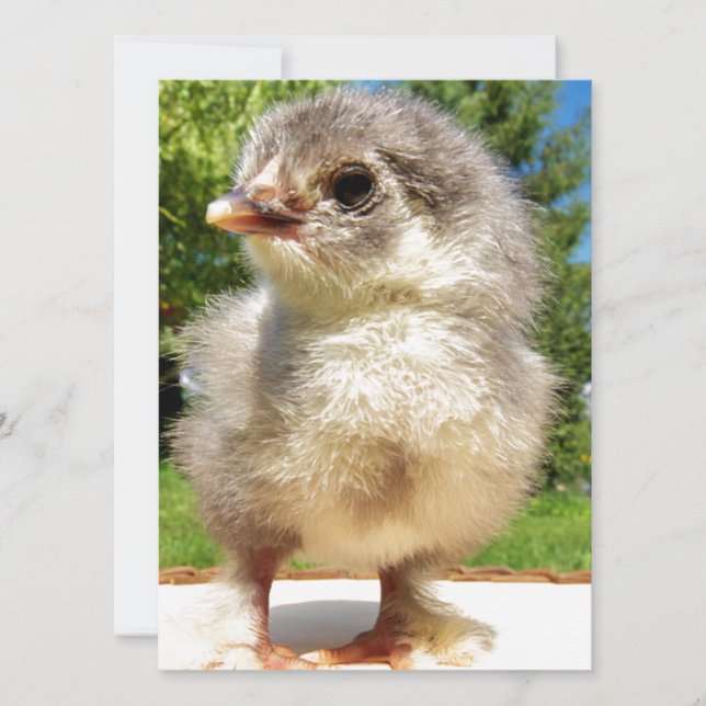 fluffy little chicken (Front)