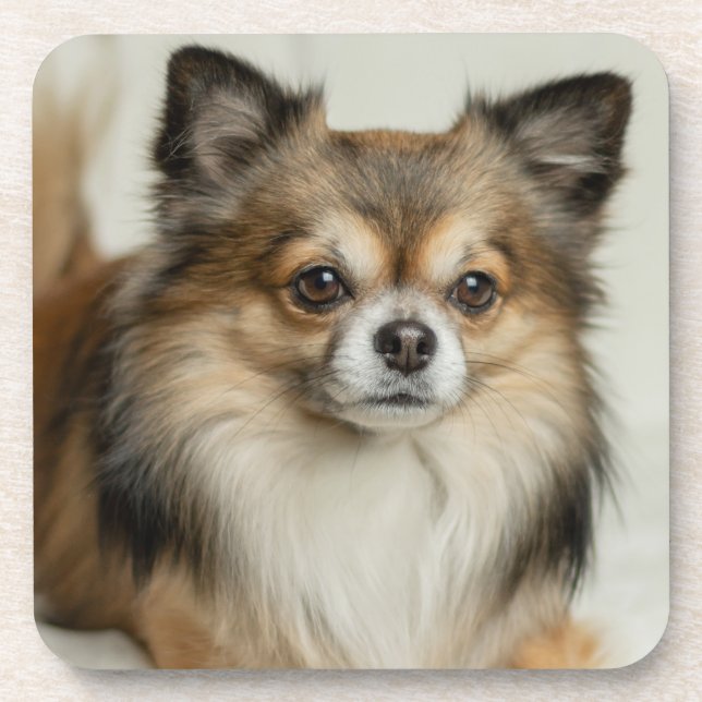 Fluffy Long Haired Chihuahua Puppy Dog Coaster (Front)