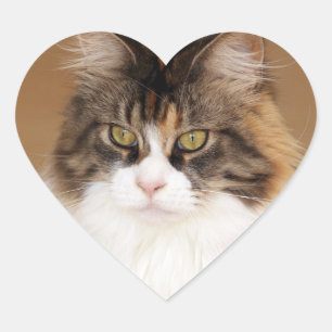 Fluffy Maine Coon Cat Heart Sticker