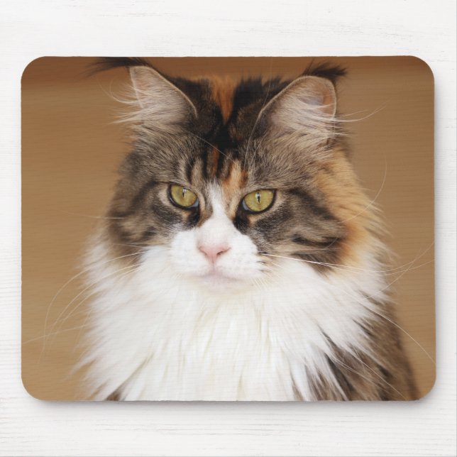 Fluffy Maine Coon Cat Mouse Pad (Front)